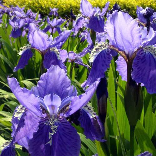 長沙東日?qǐng)@林工程有限公司,長沙園林綠化工程,長沙綠化養(yǎng)護(hù)管理